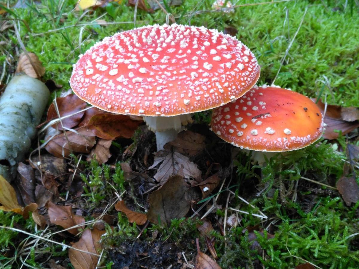 Moorhexe 2 Lägenhet Gelbensande Exteriör bild